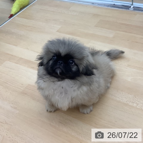青森県のペキニーズ (ペットプラス 青森浜田店/2026年4月15日生まれ/男の子/フォーン)の子犬の4枚目の画像