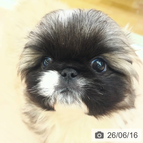 千葉県のペキニーズ (ペットプラス 幕張新都心店/2026年4月15日生まれ/女の子/フォーンホワイト)の子犬の3枚目の画像