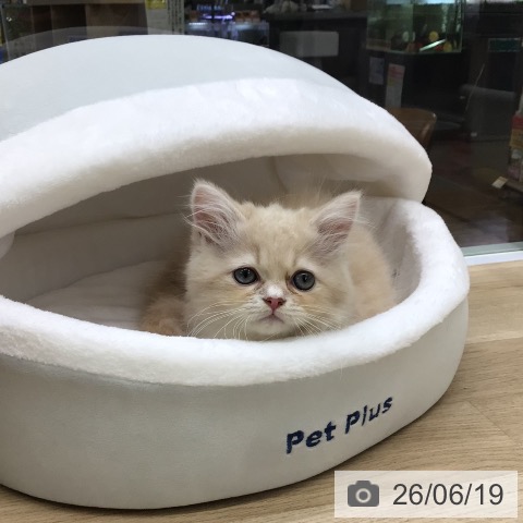 福島県のラガマフィン (ペットプラス 福島店/2026年4月9日生まれ/男の子/クリームタビーホワイト)の子猫の4枚目の画像