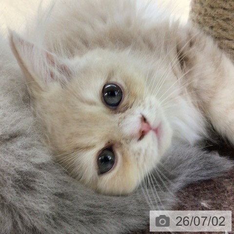 福島県のラガマフィン (ペットプラス 福島店/2026年4月9日生まれ/男の子/クリームタビーホワイト)の子猫の4枚目の画像
