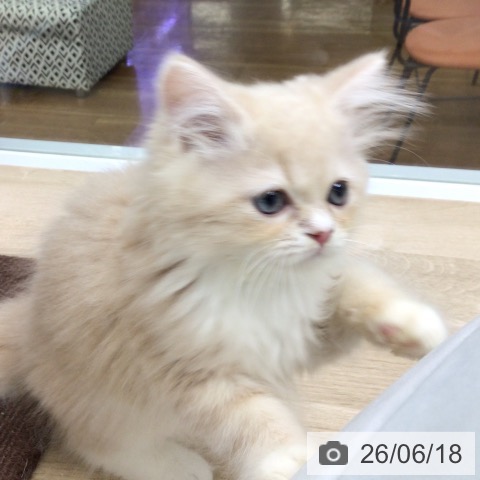 福島県のラガマフィン (ペットプラス 福島店/2026年4月9日生まれ/男の子/クリームタビーホワイト)の子猫の3枚目の画像