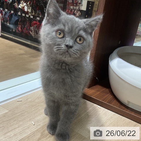 神奈川県のブリティッシュショートヘアー (ペットプラス 天王町店/2026年4月2日生まれ/男の子/ブルー)の子猫の4枚目の画像