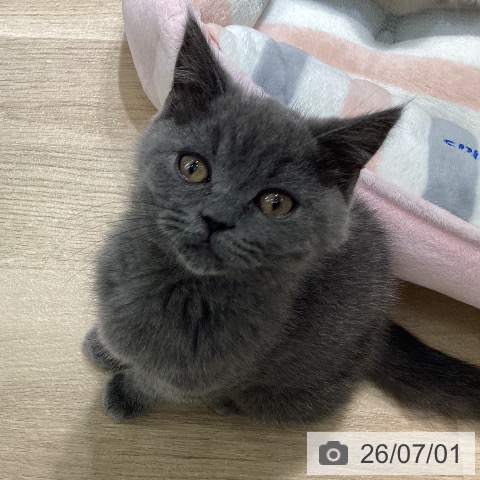 神奈川県のブリティッシュショートヘアー (ペットプラス 天王町店/2026年4月2日生まれ/男の子/ブルー)の子猫の3枚目の画像