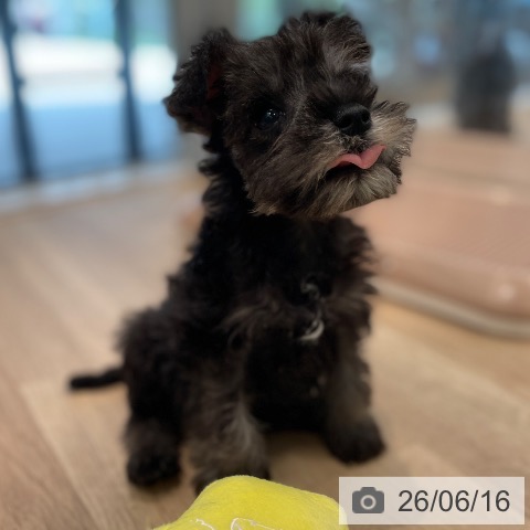 ミニチュア・シュナウザーの写真