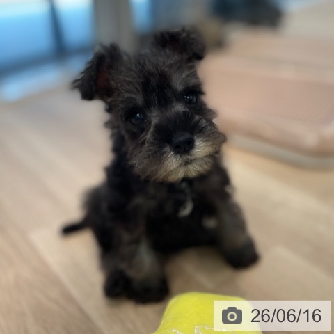 ミニチュア・シュナウザーの写真