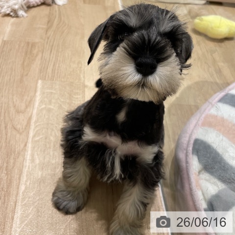 長野県のミニチュアシュナウザー (ペットプラス 須坂店/2026年4月13日生まれ/男の子/ソルトペッパー)の子犬の3枚目の画像