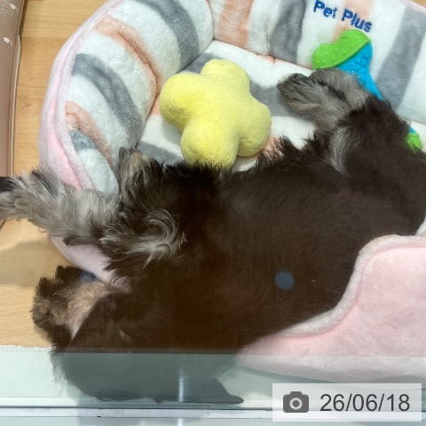 ミニチュア・シュナウザーの写真