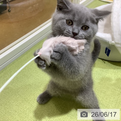 埼玉県のブリティッシュショートヘアー (ペットプラス 羽生店/2026年4月9日生まれ/男の子/ブルー)の子猫の4枚目の画像