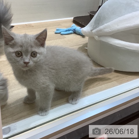 ブリティッシュショートヘアの写真