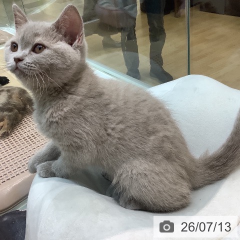ブリティッシュショートヘアの写真