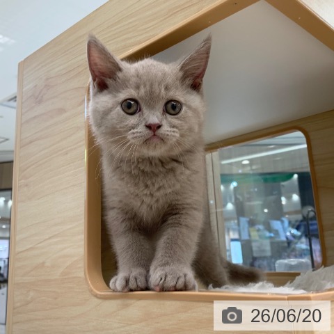 東京都のブリティッシュショートヘアー (ペットプラス アクアシティお台場店/2026年4月9日生まれ/女の子/ライラック)の子猫の4枚目の画像