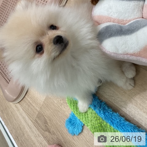 神奈川県のポメラニアン (ペットプラス 天王町店/2026年4月16日生まれ/男の子/クリーム)の子犬の4枚目の画像