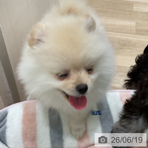 神奈川県のポメラニアン (ペットプラス 天王町店/2026年4月16日生まれ/男の子/クリーム)の子犬の3枚目の画像