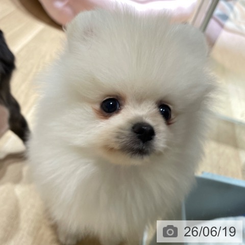 埼玉県のポメラニアン (ペットプラス ららぽーと富士見店/2026年4月16日生まれ/男の子/クリーム)の子犬の3枚目の画像
