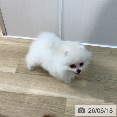 ポメラニアンの写真