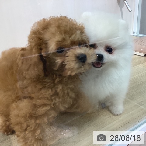 ポメラニアンの写真