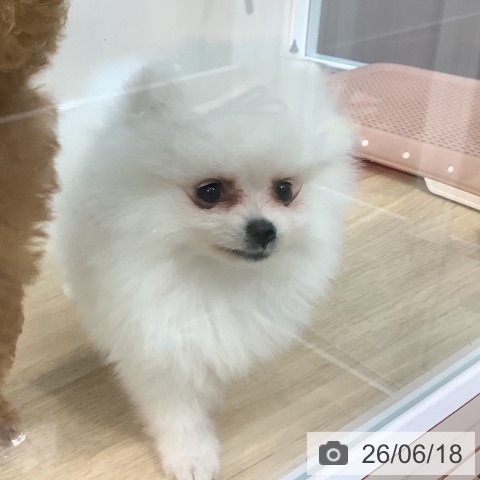ポメラニアンの写真