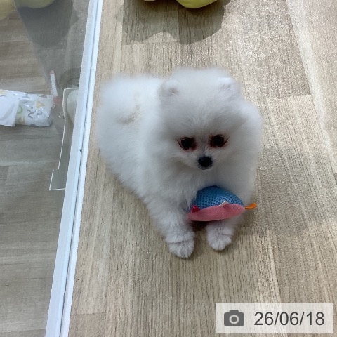 ポメラニアンの写真