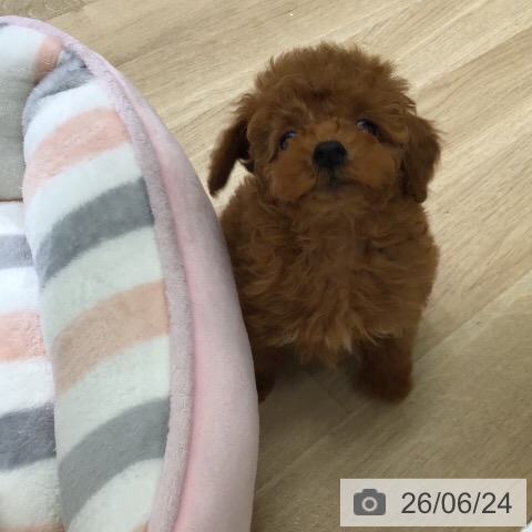 茨城県のトイプードル(トイ) (ペットプラス つくば店/2026年4月10日生まれ/男の子/レッド)の子犬の4枚目の画像