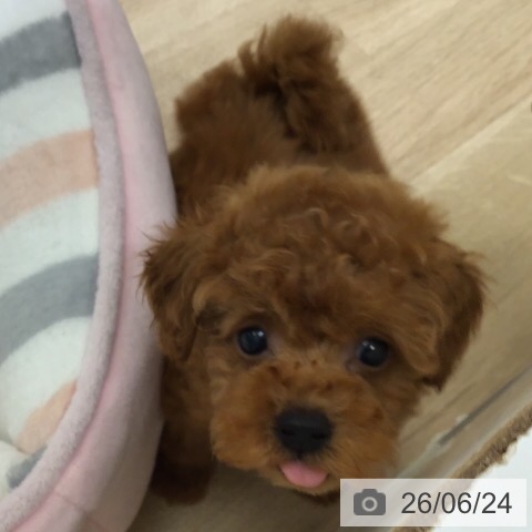 茨城県のトイプードル(トイ) (ペットプラス つくば店/2026年4月10日生まれ/男の子/レッド)の子犬の3枚目の画像