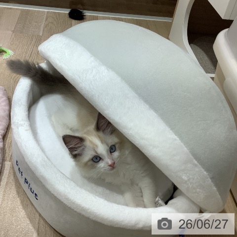 長野県のラグドール (ペットプラス 長野店/2026年4月9日生まれ/男の子/ブルーポイントバイカラー)の子猫の4枚目の画像