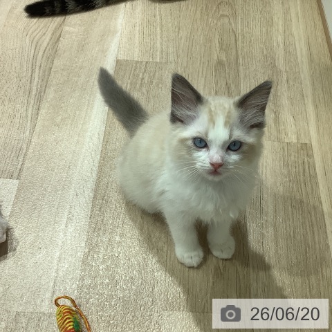 ラグドールの写真