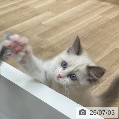 ラグドールの写真