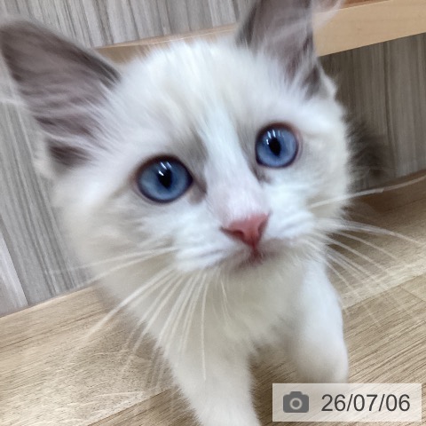 ラグドールの写真