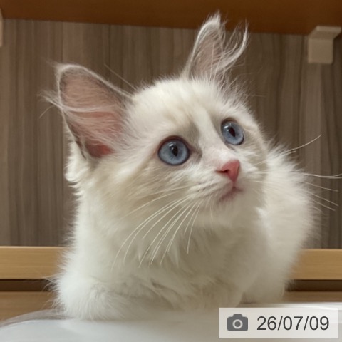 ラグドールの写真