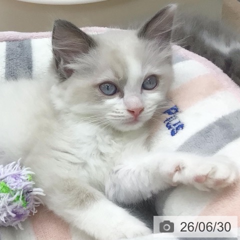 ラグドールの写真