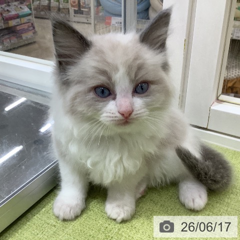 ラグドールの写真