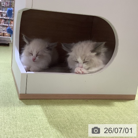 埼玉県のラグドール (ペットプラス 羽生店/2026年4月16日生まれ/男の子/ブルーポイントバイカラー)の子猫の4枚目の画像