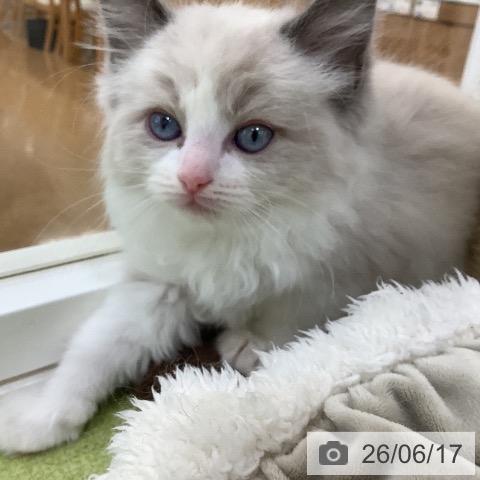 ラグドールの写真