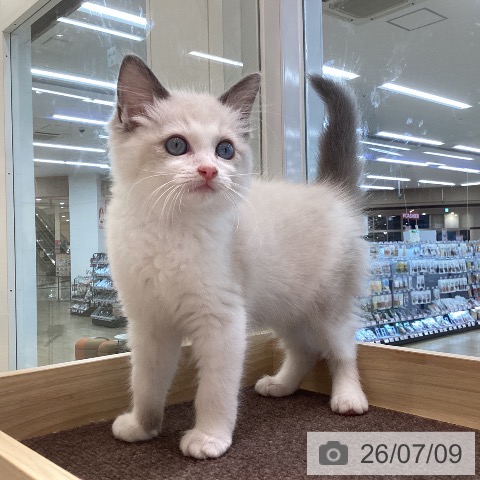 宮城県のラグドール (ペットプラス 仙台泉大沢店/2026年4月16日生まれ/女の子/ブルーポイントバイカラー)の子猫の4枚目の画像