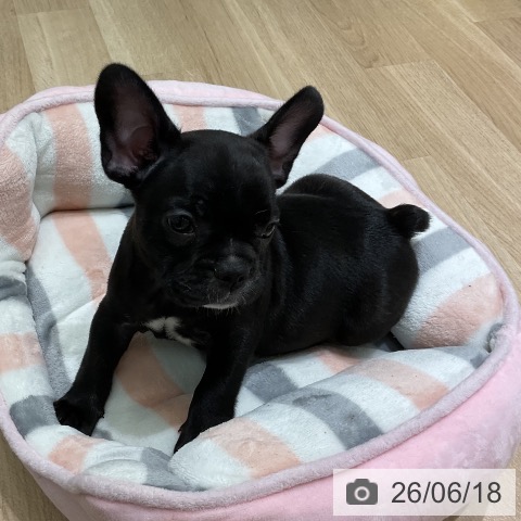 フレンチ・ブルドッグの写真