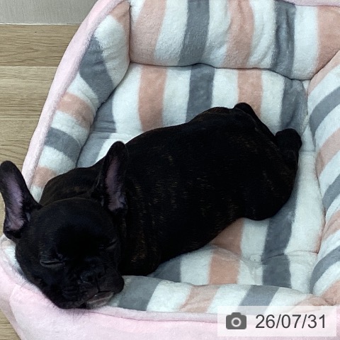 神奈川県のフレンチブルドッグ (ペットプラス 相模原並木店/2026年4月15日生まれ/男の子/ブリンドル)の子犬の4枚目の画像