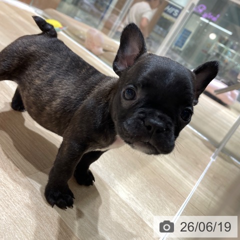 埼玉県のフレンチブルドッグ (ペットプラス ららぽーと富士見店/2026年4月15日生まれ/女の子/ブリンドル)の子犬の3枚目の画像
