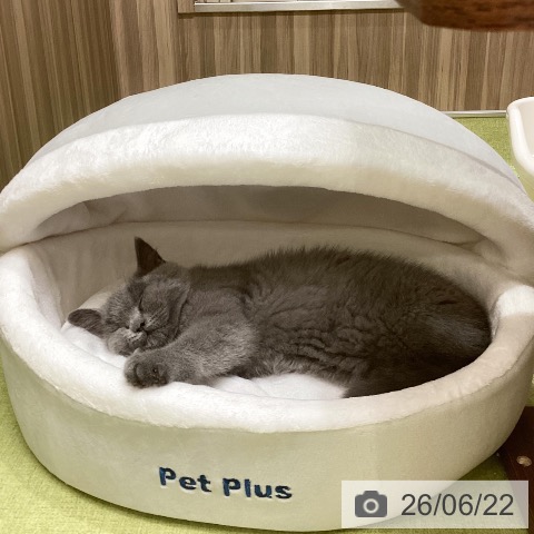埼玉県のブリティッシュショートヘアー (ペットプラス 八潮店/2026年3月30日生まれ/男の子/ブルー)の子猫の4枚目の画像