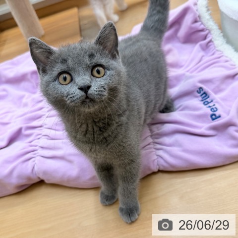 東京都のブリティッシュショートヘアー (ペッツワン 南砂町SUNAMO店/2026年3月30日生まれ/男の子/ブルー)の子猫の4枚目の画像