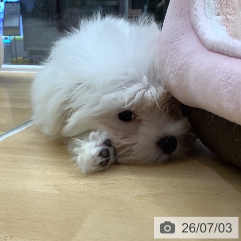 長野県のマルチーズ (ペットプラス 松本店/2026年4月13日生まれ/男の子/ホワイト)の子犬の4枚目の画像