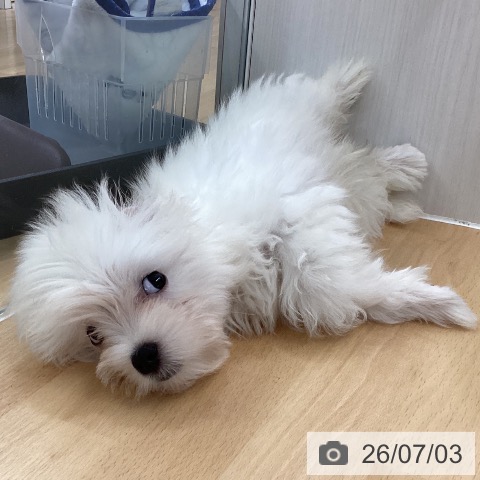 長野県のマルチーズ (ペットプラス 松本店/2026年4月13日生まれ/男の子/ホワイト)の子犬の3枚目の画像