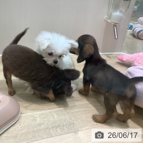 マルチーズの写真