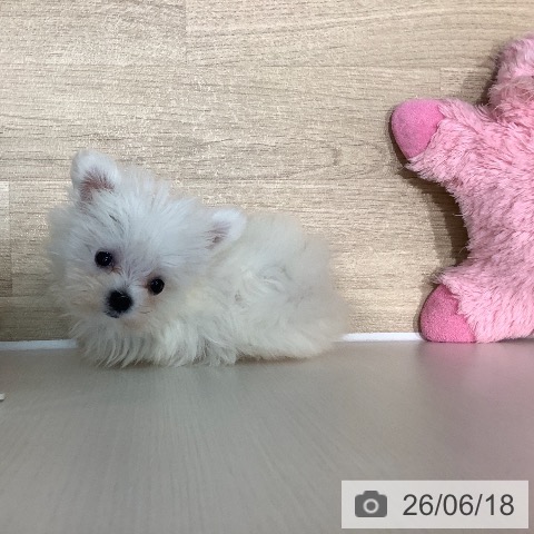 マルチーズの写真