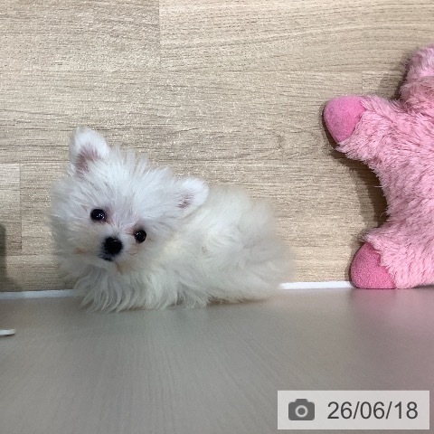 マルチーズの写真