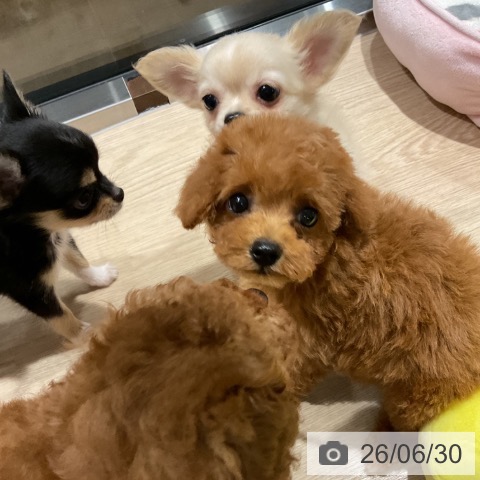 埼玉県のトイプードル(トイ) (ペットプラス コクーンシティ店/2026年4月15日生まれ/男の子/レッド)の子犬の4枚目の画像