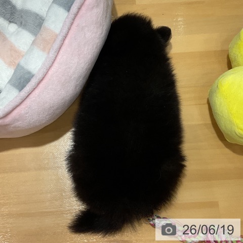 ポメラニアンの写真