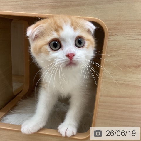 スコティッシュフォールドの写真