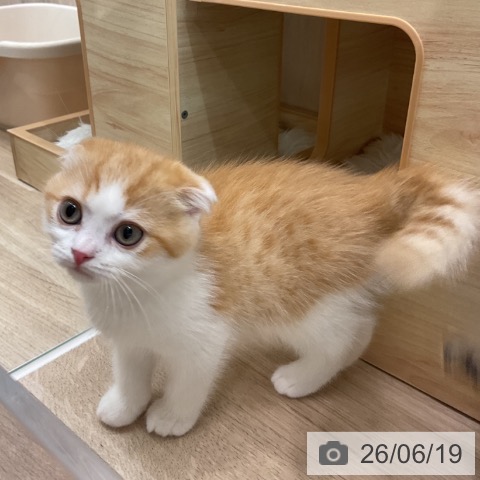 スコティッシュフォールドの写真