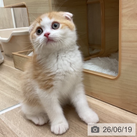 スコティッシュフォールドの写真