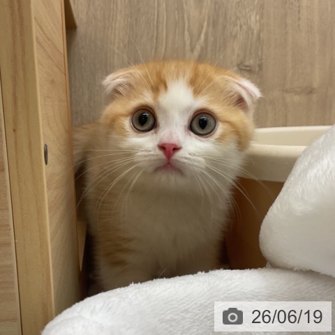 神奈川県のスコティッシュフォールド (ペットプラス 湘南平塚店/2026年4月13日生まれ/男の子/レッドタビーホワイト)の子猫の3枚目の画像